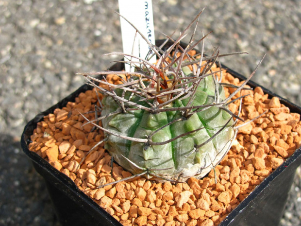 Gymnocalycium mazanense v. ferox