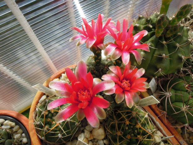 Gymnocalycium baldianum