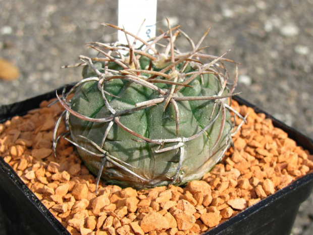 Gymnocalycium loricatum