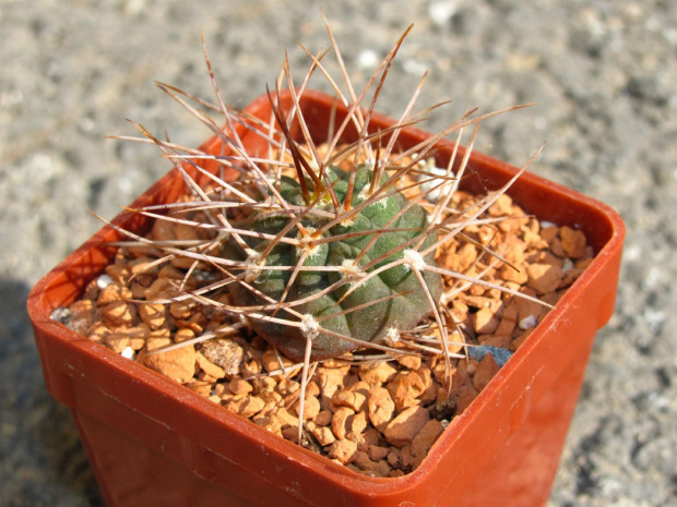 Gymnocalycium polycephalum VS 46