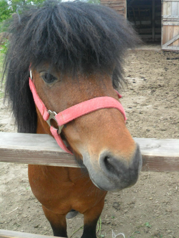 Koń #koń #konie #zwierzęta