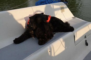 #Mazury #rejs #sznaucer #wakacje #żagle