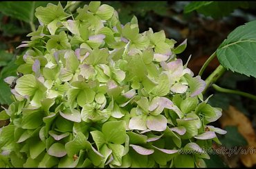 #MassinoVisconti #SanSalvador #Sanktuarium #Włochy