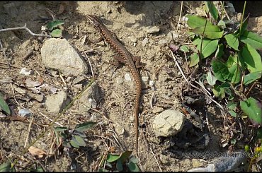 #MassinoVisconti #SanSalvador #Sanktuarium #Włochy