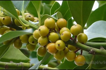 #MassinoVisconti #SanSalvador #Sanktuarium #Włochy