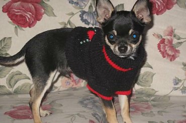 for sale #chihuahua #mister #pies #SzczenięDog