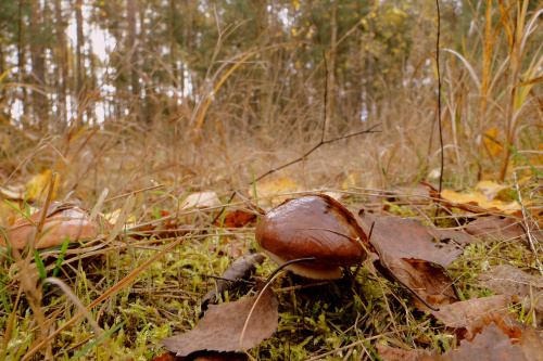 A w lesie nadal można spotkać grzyby:)