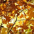 #jesień #liście #drzewa