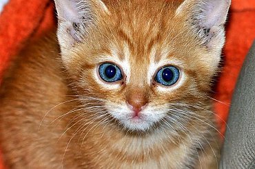 #Kociaki #koty #kotki