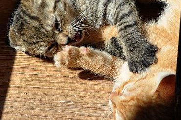 #Kociaki #koty #kotki