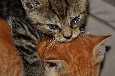 #Kociaki #koty #kotki