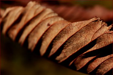 IV - w temacie jesieni :) #liść #kasztanowiec #jesień