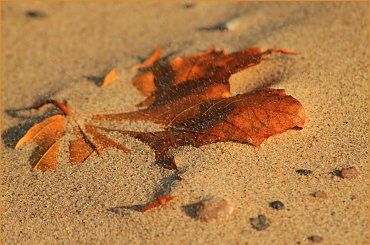 Zawiało ... :) #liśc #klon #plaża