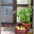 2013 #ogród