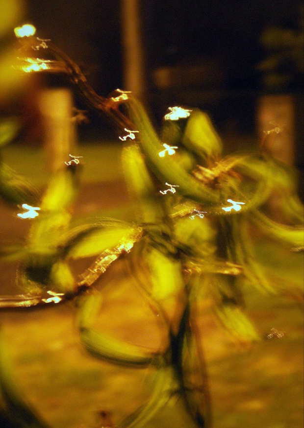 ,,Motylki,,-kropelki deszczu na listkach wierzby uchwycone poruszonym aparatem..