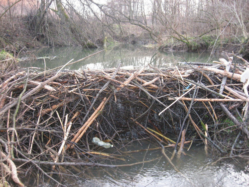 Tama na rzece Dobruchna, wys. około 1 metr, 27 gru 2013 #Dobruchna #bobry #TamaBobrów