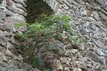 Czorsztyn%2C+zamek+w+Pieninach+nad+Dunajcem. #Czorsztyn