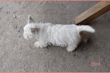 U Gosi #pies #podwórko #sznaucer #westie #wieś