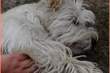 U Gosi #pies #podwórko #sznaucer #westie #wieś