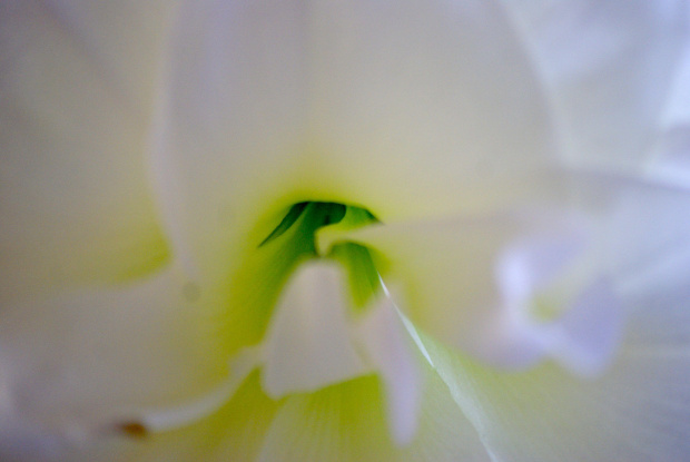 Amaryllis #amaryllis #kwiat #biały