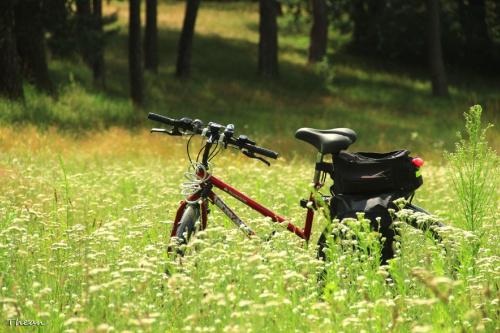 Rowerowo ... #koło #kwiaty #łąka #opona #rower