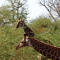 Senegal