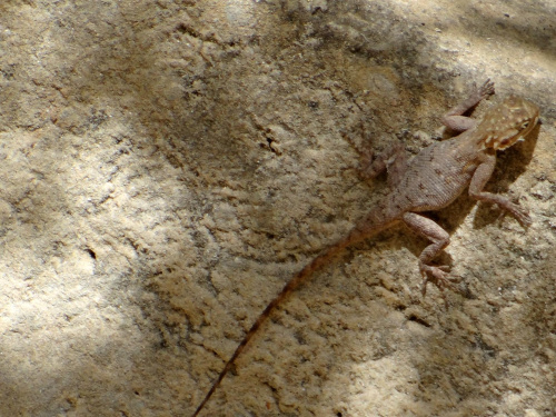 Senegal