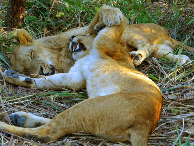 Senegal