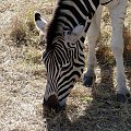 Senegal