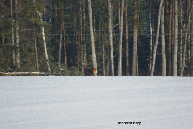 mroźny spacerek