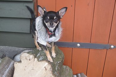 #chihuahua #ForSale #mister #pies #SzczenięDog