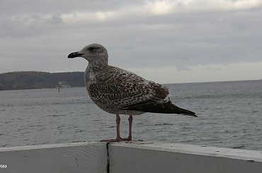 Sopot - Molo #Molo #Sopot