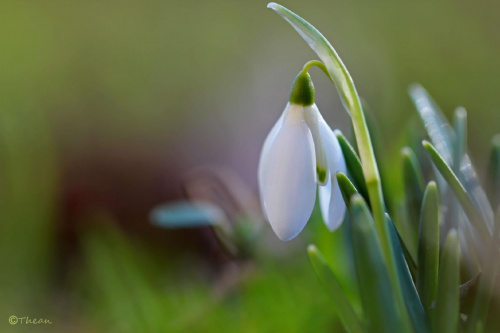 Przebiśnieg ... #przebiśniegi #białe #kwiaty #wiosna