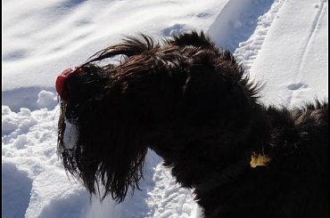 #góry #podróże #sznaucer #Zakopane #zima