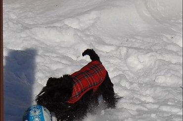 #góry #podróże #sznaucer #Zakopane #zima