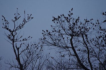 było już po zachodzie słońca, zaczęło się ściemniać, gdy na drzewa zaczęły zlatywać szpaki, całe ich masy; tu to dopiero powstały szpacze bukiety (zaszumione, bo inaczej nic by nie było widać) #szpaki #ptaki #Luty2014