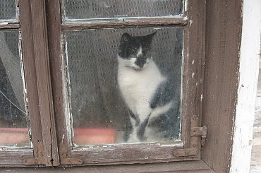 Kotka w Szczebrzeszynie #Szczebrzeszyn