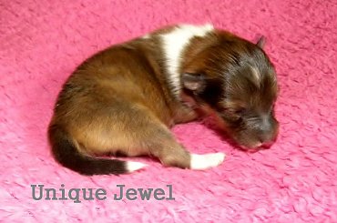 Domi Pearl miot U owczarek szetlandzki #OwczarekSzetlandzki