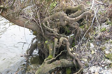 Eletrownia wodna na rzece Wieprz w Michalowie, wierzba na brzegu #Michalów #ElektrowniaWodna #Wieprz