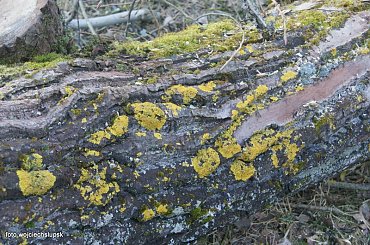 Połczyn Zdrój #Uzdrowisko #park