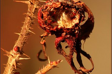 Dzika róża #DzikaRóża #krzew #kwiat #owoc