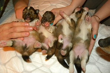 brzusie słodziusie :) #DomiPearl #OwczarkiSzetlandzkie #sheltie