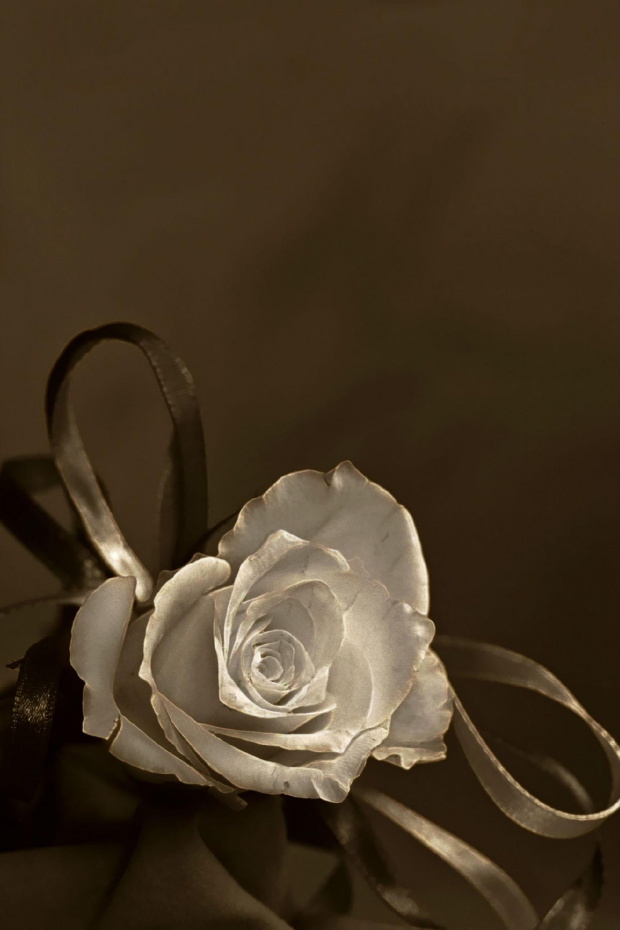Róża ... #biała #róża #kwiat