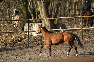 Pałac, Moszna, konie, inne, #inne #konie #Moszna