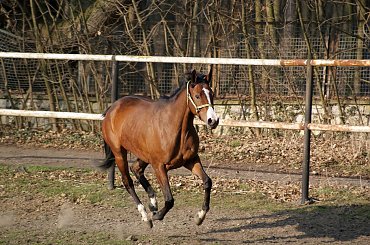 Pałac, Moszna, konie, inne, #inne #konie #Moszna