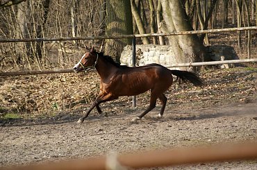 Pałac, Moszna, konie, inne, #inne #konie #Moszna