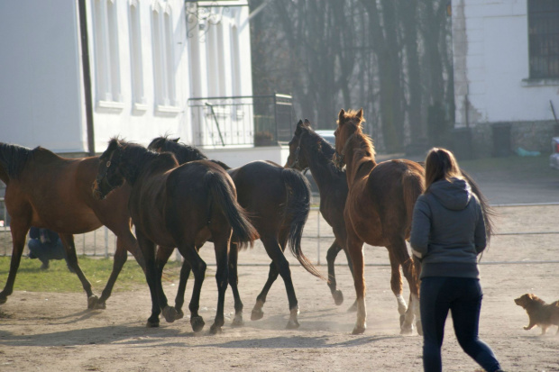 Pałac, Moszna, konie, inne, #inne #konie #Moszna