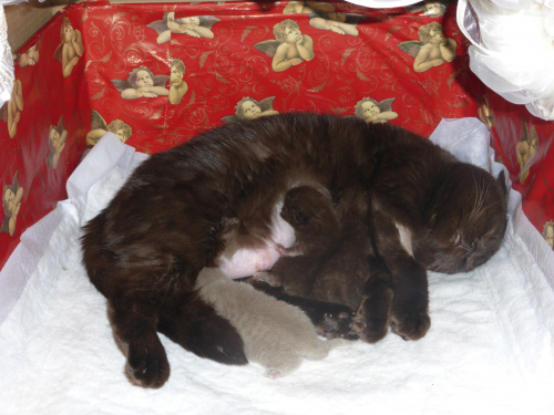 Strefa Mruku*PL kocięta miot "A", db 13.03.2014 #BritishShorthairChocolateLilac