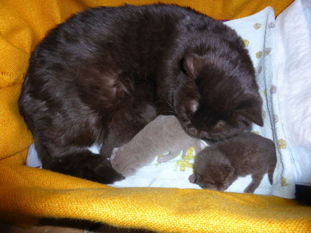 Strefa Mruku*PL kocięta miot "A", db 13.03.2014 #BritishShorthairChocolateLilac