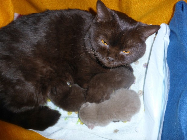 Strefa Mruku*PL kocięta miot "A", db 13.03.2014 #BritishShorthairChocolateLilac